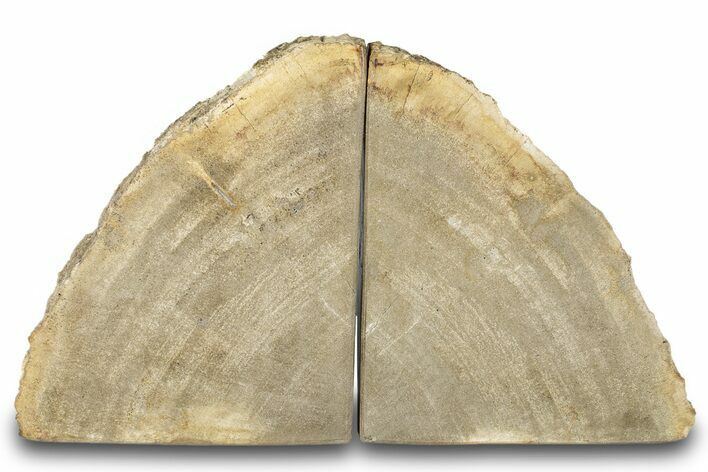 Petrified Wood (Tropical Hardwood) Bookends - Indonesia #266200